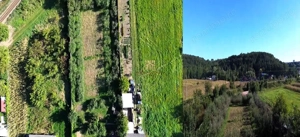 Teren 1594 mp intravilan - Suceava - Scheia! - imagine 3 Teren 1594 mp intravilan - Suceava - Scheia! - imagine 3