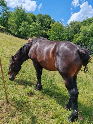 Manz  armasar semimuran 2 ani