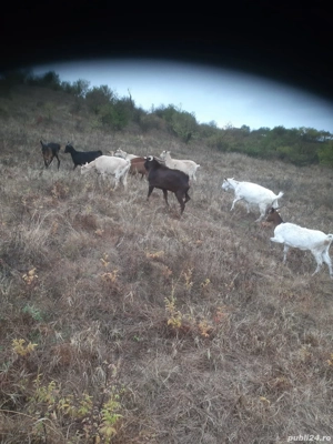 Vand Capre 500 lei buc - imagine 2