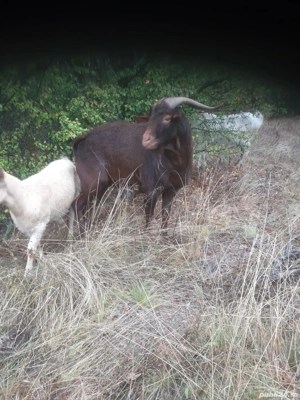 Vand Capre 500 lei buc - imagine 3