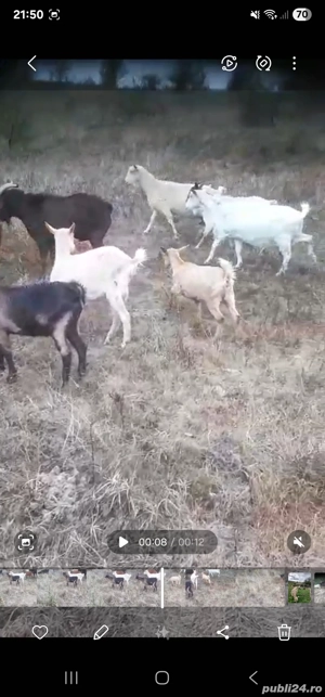 Vand Capre 500 lei buc - imagine 4