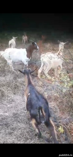 Vand Capre 500 lei buc - imagine 5