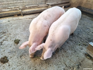 porc de carne  - imagine 4 porc de carne  - imagine 4