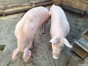 porc de carne  - imagine 3 porc de carne  - imagine 3