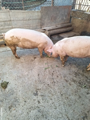 porc de carne  - imagine 2 porc de carne  - imagine 2