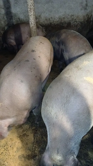 porci si purcei  landras, marele alb, pietrean, marele alb - imagine 3