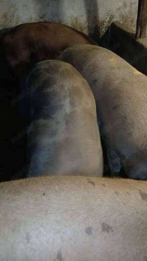 porci si purcei  landras, marele alb, pietrean, marele alb - imagine 2