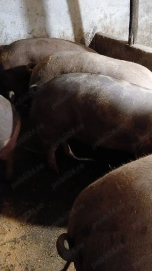porci si purcei  landras, marele alb, pietrean, marele alb