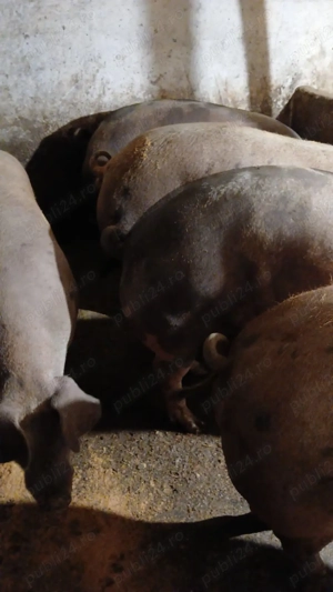porci si purcei  landras, marele alb, pietrean, marele alb