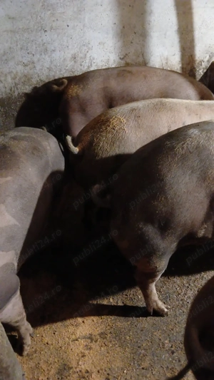 porci si purcei  landras, marele alb, pietrean, marele alb - imagine 2 porci si purcei  landras, marele alb, pietrean, marele alb - imagine 2