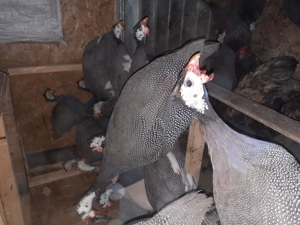 Bibilici tinere disponibile  - imagine 2