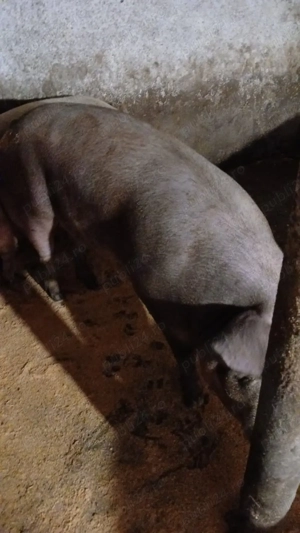 porci si purcei  landras, marele alb, pietrean, marele alb - imagine 2