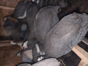 Bibilici tinere disponibile 