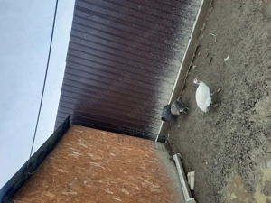 Bibilici tinere disponibile 