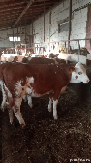 Vând vițea! - imagine 4