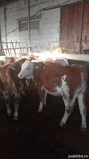 Vând vițea! - imagine 2