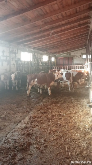 Vând vițea! - imagine 3