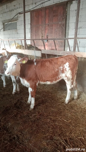 Vând vițea! - imagine 5