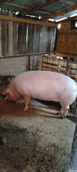 porc mare de vanzare