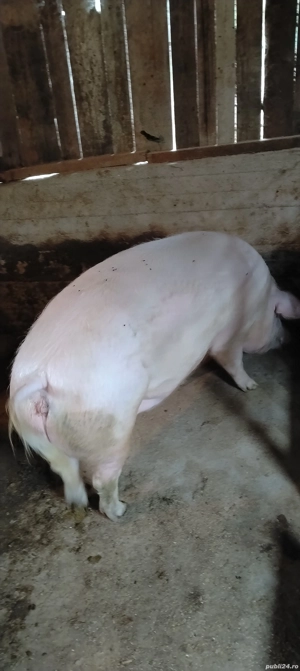 porc mare de vanzare - imagine 2 porc mare de vanzare - imagine 2