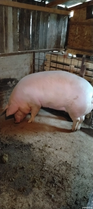 porc mare de vanzare - imagine 3 porc mare de vanzare - imagine 3