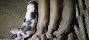 purcei  de vînzare - imagine 4