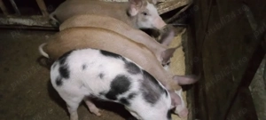 purcei  de vînzare - imagine 3