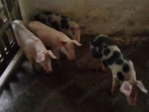 purcei  de vînzare - imagine 5