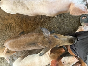 De vânzare porci, curci , rațe pui