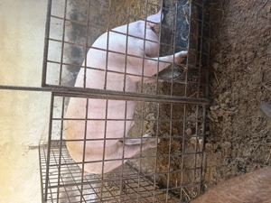 De vânzare porci, curci , rațe pui - imagine 2