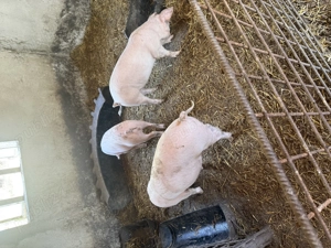 De vânzare porci, curci , rațe pui - imagine 4