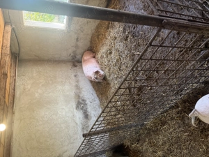 De vânzare porci, curci , rațe pui - imagine 3