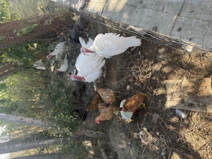 De vânzare porci, curci , rațe pui - imagine 5