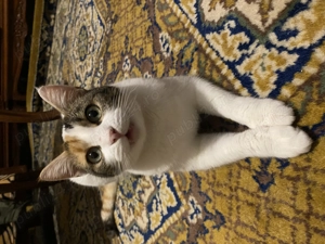 Cat sitter Constanta - imagine 3