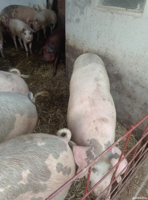 Porci Grasi  - imagine 2 Porci Grasi  - imagine 2