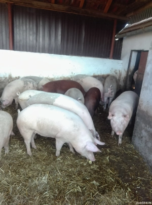 Porci Grasi  - imagine 3 Porci Grasi  - imagine 3