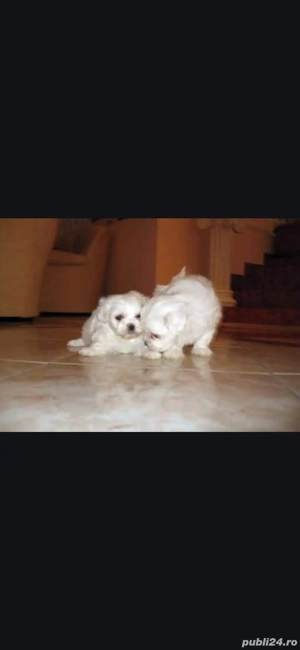 Bichon maltez
