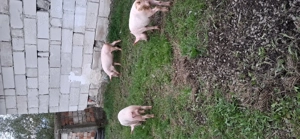 Porci de vanzare  - imagine 2