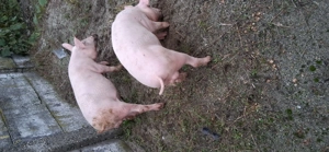 Porci de vanzare  - imagine 3