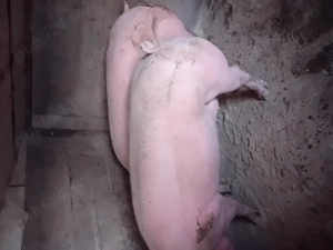 Porc de vsnzare....... - imagine 4