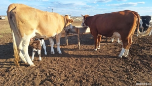 Vand vaci fătate și gestante  - imagine 4