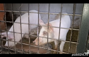 purcei porci - imagine 3