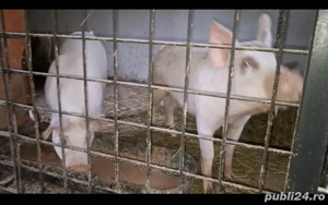 purcei porci - imagine 2