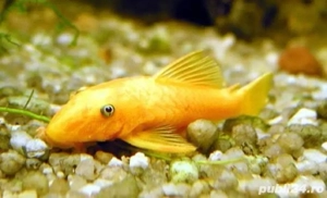 Vand Pesti de Acvariu - imagine 3