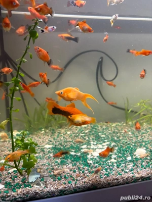 Vand Pesti de Acvariu - imagine 4