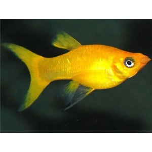 Vand Pesti de Acvariu - imagine 2