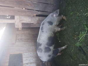 Vând purcea  - imagine 3 Vând purcea  - imagine 3