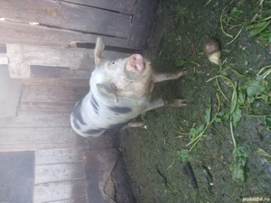 Vând purcea  - imagine 2 Vând purcea  - imagine 2