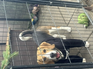 Câine beagle mascul (9 luni ) . Toate vaccinurile la zi , are cip . Este un câine jucăuș și energic  - imagine 3