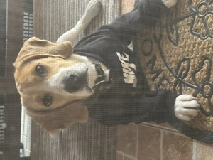 Câine beagle mascul (9 luni ) . Toate vaccinurile la zi , are cip . Este un câine jucăuș și energic  - imagine 2